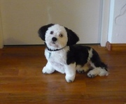 honden foto van maria bathoorn.falize