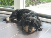 honden foto honden foto van Marije