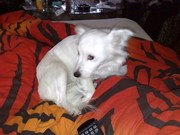 honden foto van samantha