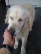 honden foto honden foto van Duco