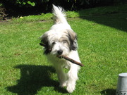 honden foto van Merel