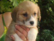 honden foto van roeterdink