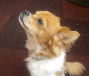 honden foto van silke