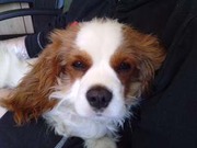 honden foto van jonathan