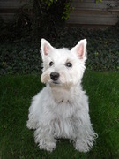 honden foto honden foto van Nathalie & Rocky 14/07/2000 - 19/04/2011