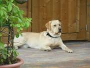 honden foto van Gerald