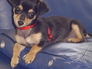 honden foto van hannie