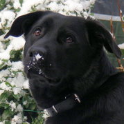 honden foto van Ruud de Graaf