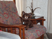 honden foto van antje