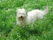 honden foto van Merel