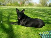 honden foto van kim