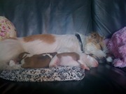 honden foto van petra