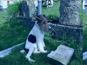 honden foto van Mark