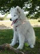 honden foto van Luus