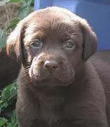 honden foto van Ianthubbbiii & ZOHRA