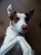 honden foto van Evelien
