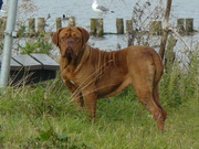 honden foto van AnnetBeld