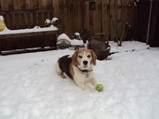 honden foto van anita
