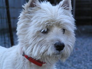 honden foto van vandendyck d 