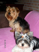 honden foto van dorothee