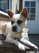 honden foto van Gwen & Pixie