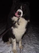 honden foto van sanne