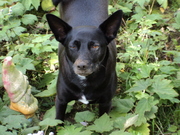 honden foto van  brigitte