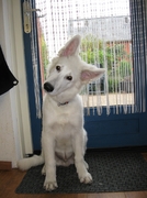 honden foto honden foto van Sarah 63