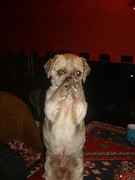honden foto van Romy Hoffdoorn