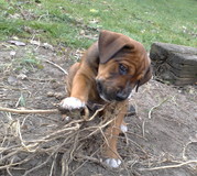 honden foto van Janet