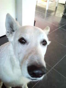 honden foto van Shadow