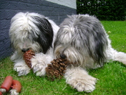 honden foto van Ineke
