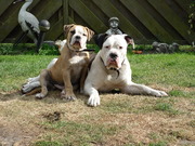 honden foto van Gert-Jan