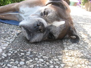 honden foto van peter