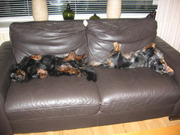 honden foto van  Truus