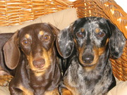 honden foto van Magda