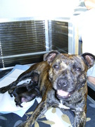 honden foto honden foto van Simone