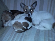 honden foto van Tess