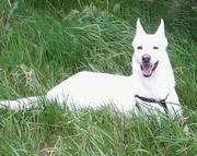 honden foto van Witte Draak