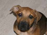 honden foto van erik van der veen