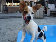 honden foto van Jenny-Stitch