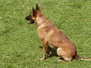 honden foto van guus