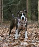 honden foto van Monique