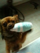 honden foto van Kimberly