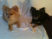 honden foto van Claire