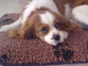 honden foto van siham