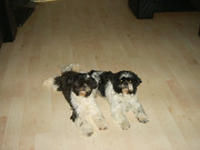 honden foto honden foto van Peter & Marja