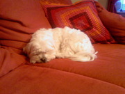 honden foto van monique