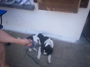 honden foto van sonia