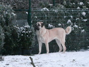honden foto honden foto van Diana